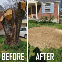 before and after stump grinding for a customer